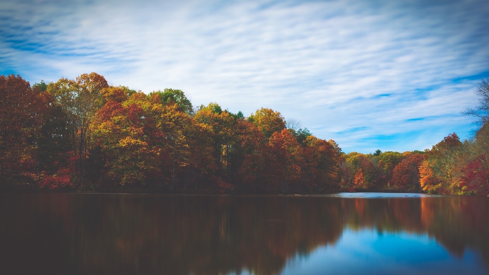 Paysage arbre eau nature