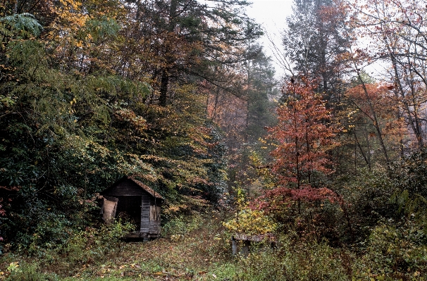 Ağaç orman el değmemiş doğa
 bitki Fotoğraf