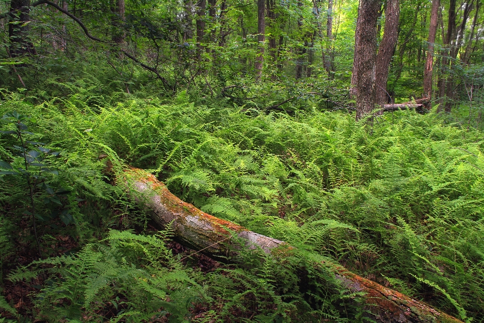 Pohon alam hutan gurun
