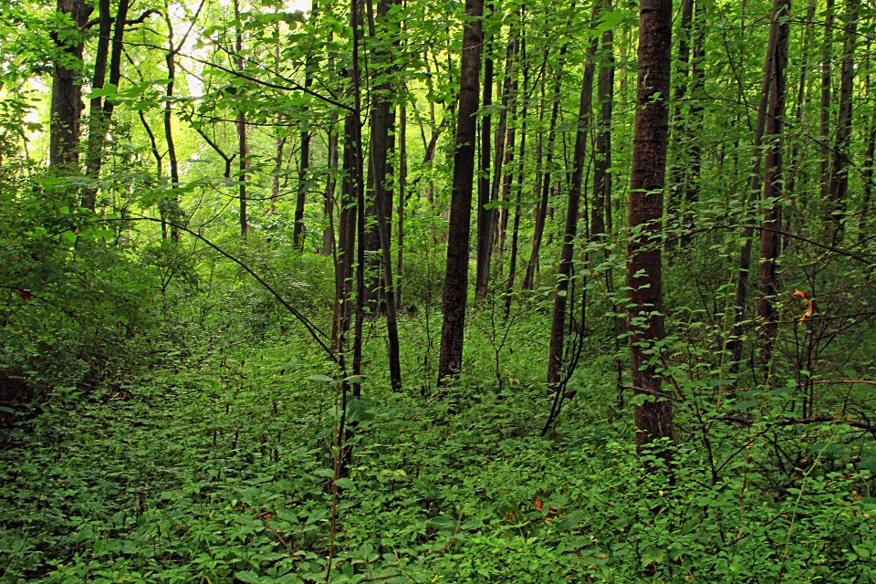 Baum natur wald wildnis
