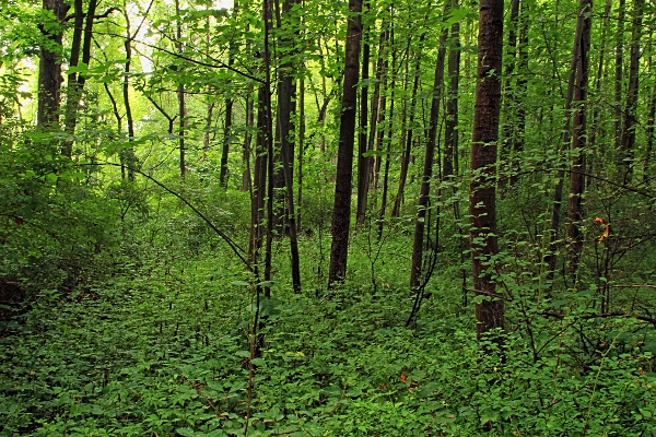 Tree nature forest wilderness Photo