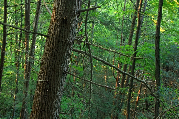 Tree nature forest swamp Photo