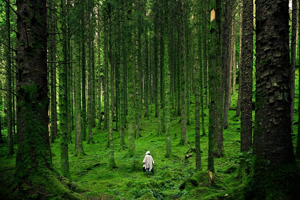 Landscape tree forest wilderness