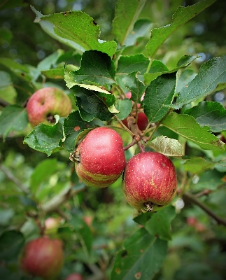 Apple tree branch plant Photo