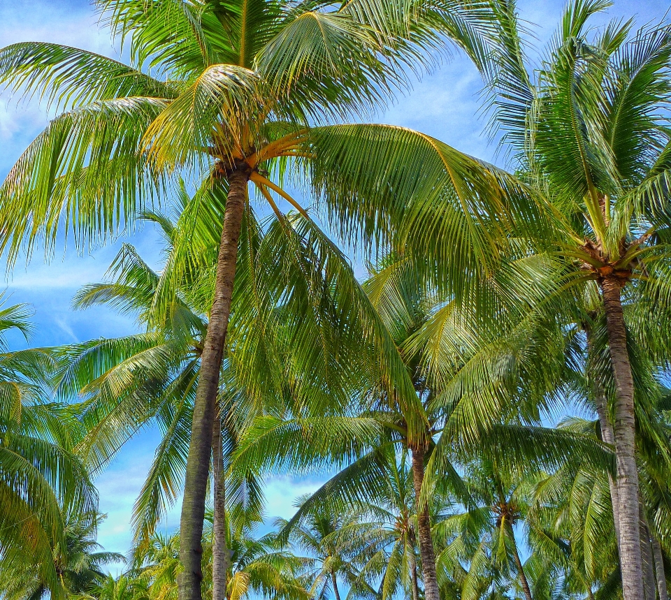 Tree outdoor branch plant