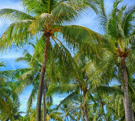 木 アウトドア ブランチ 植物 写真