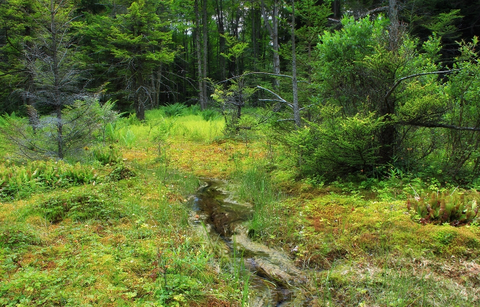 Tree nature forest creek