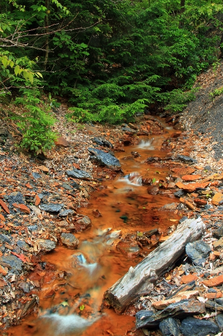 árbol agua naturaleza bosque