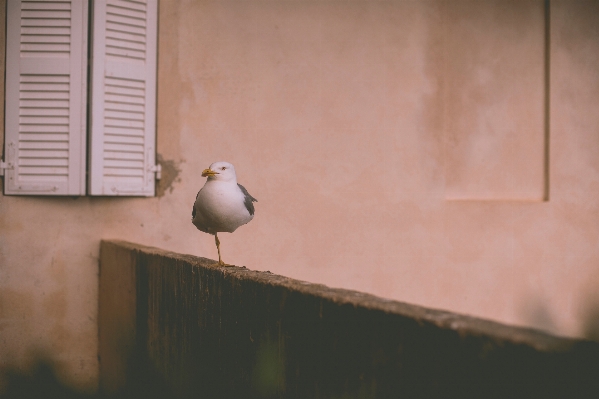 Bird wing white wall Photo