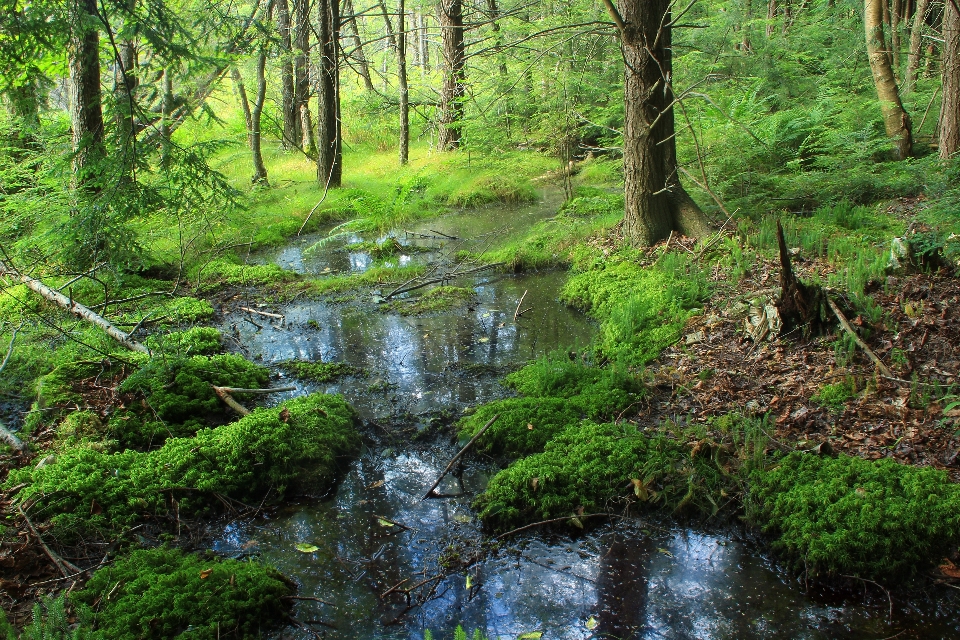 árvore natureza floresta grama