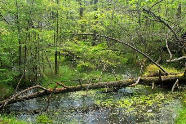 Tree nature forest grass Photo