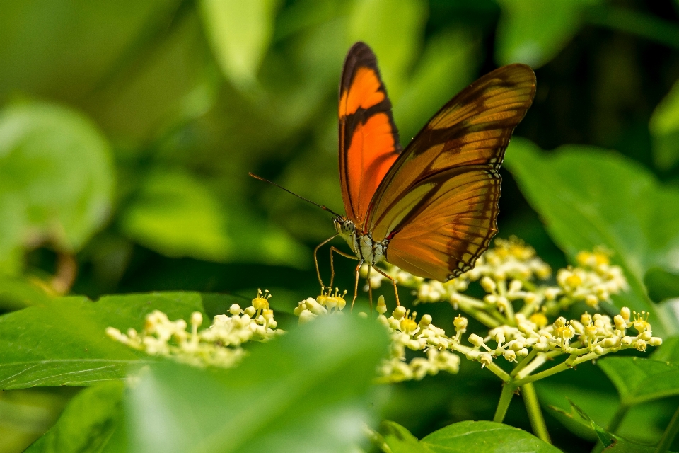 Natura erba ala foglia