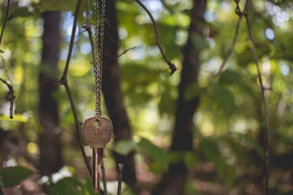 Tree nature forest branch Photo