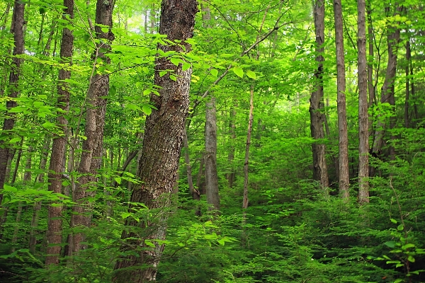 Tree nature forest wilderness Photo