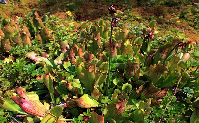 Foto Natureza cacto
 plantar caminhada
