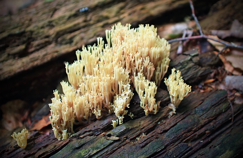 árbol naturaleza bosque senderismo
