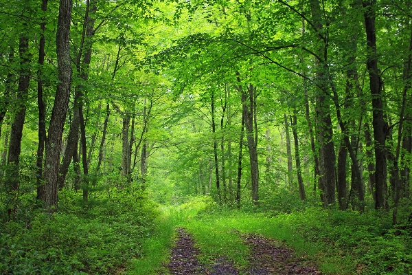 Tree nature forest branch Photo