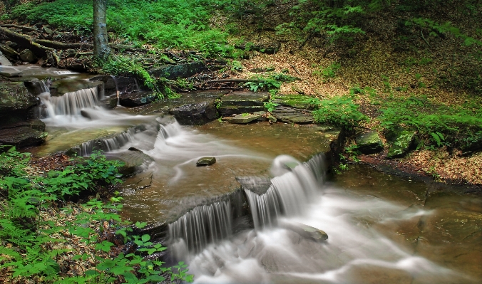 Water nature forest waterfall Photo