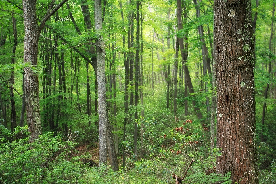 Drzewo natura las zakład