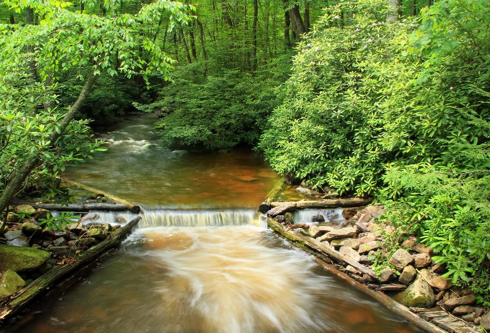 Baum natur wald bach
