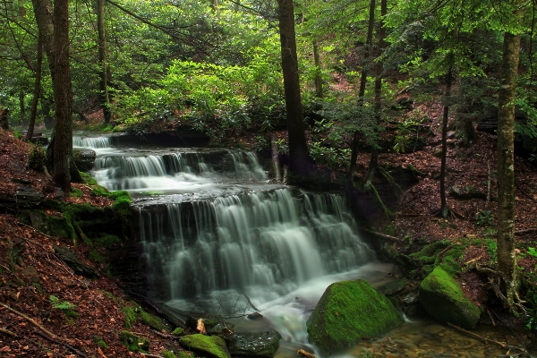 Forest waterfall creek wilderness Photo