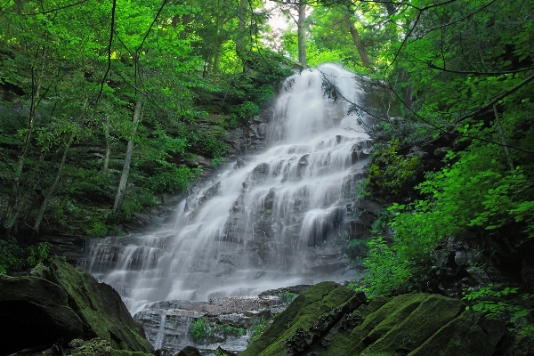 Nature forest waterfall creek Photo