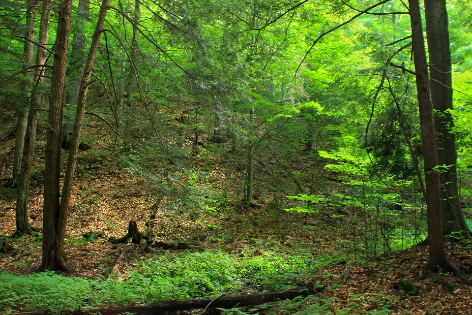 Albero natura foresta selvaggia
