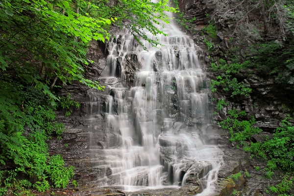 Water forest waterfall creek Photo