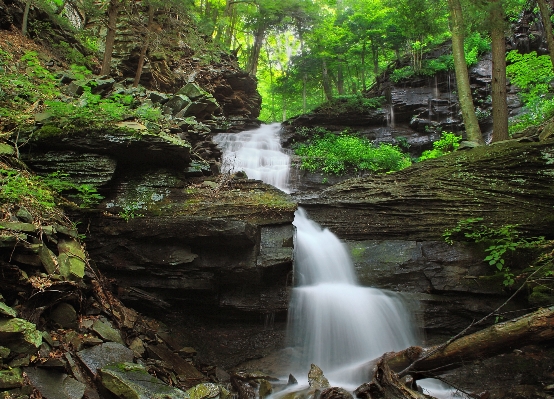 Water nature forest waterfall Photo