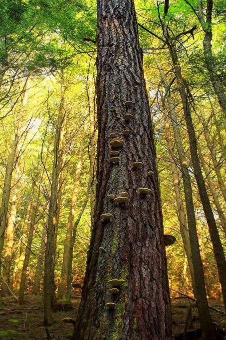 Albero natura foresta selvaggia
