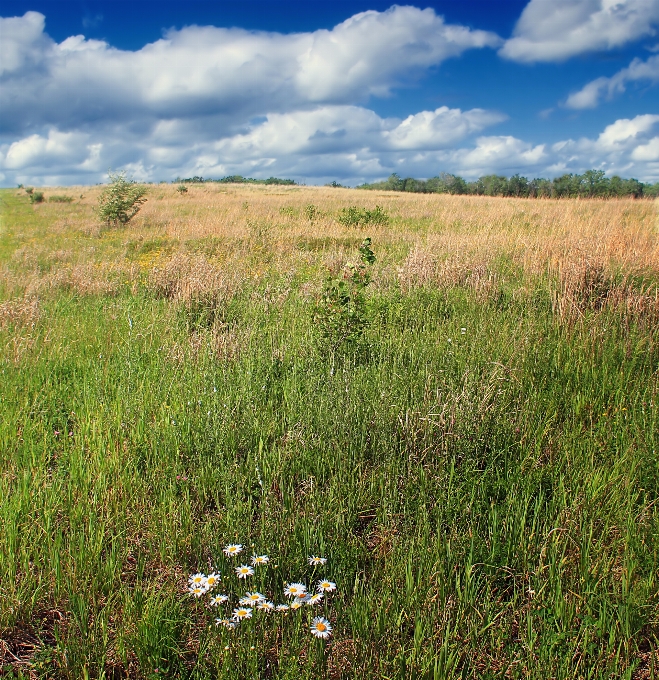 Landschaft natur gras horizont