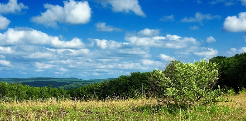 Landscape tree nature forest Photo