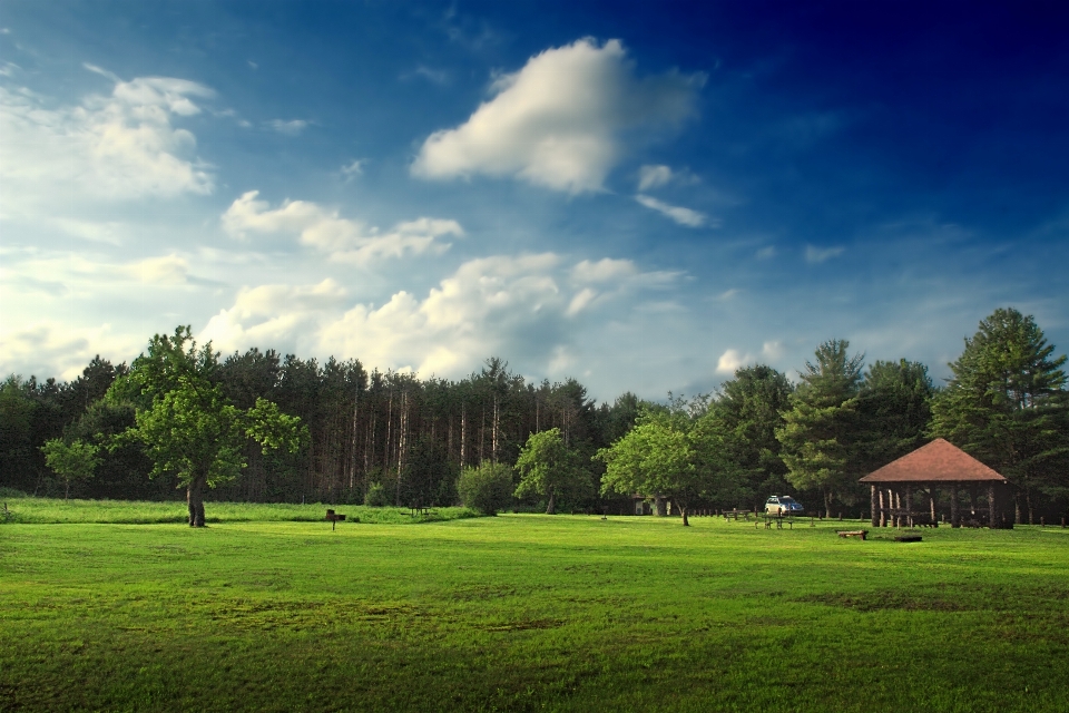 Paesaggio albero natura erba