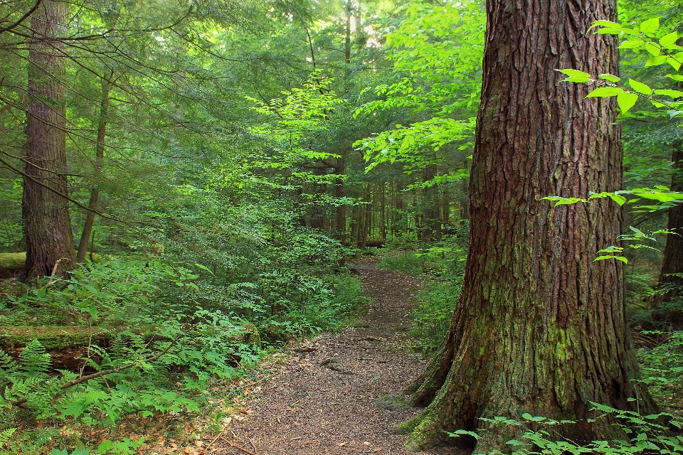 Albero natura foresta sentiero