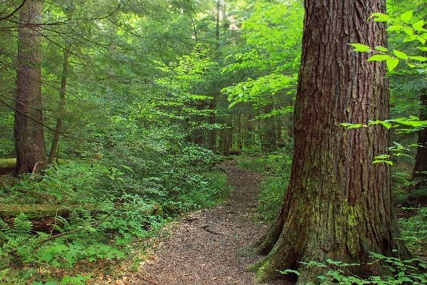 Tree nature forest path Photo