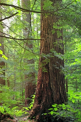 Tree nature forest branch Photo