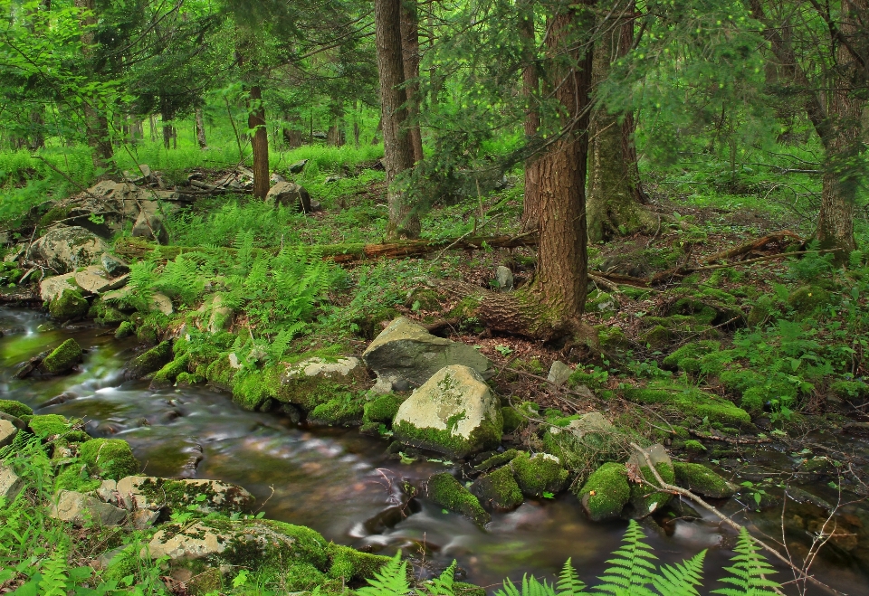 Arbre nature forêt ruisseau
