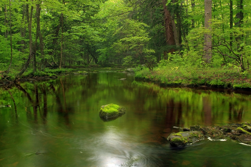 Tree nature forest creek