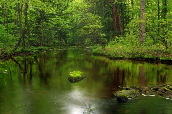 Tree nature forest creek Photo