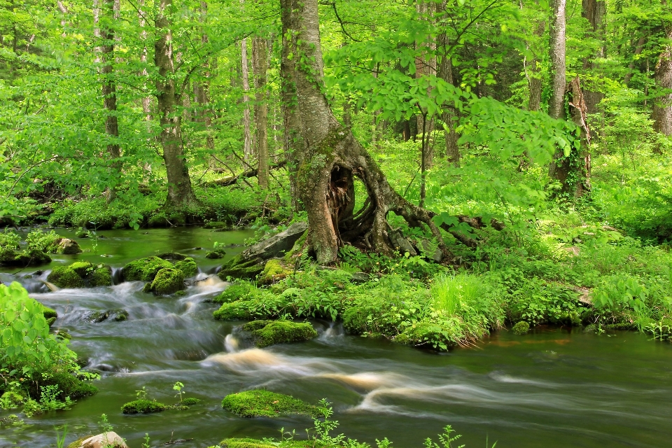 Pohon alam hutan sungai kecil
