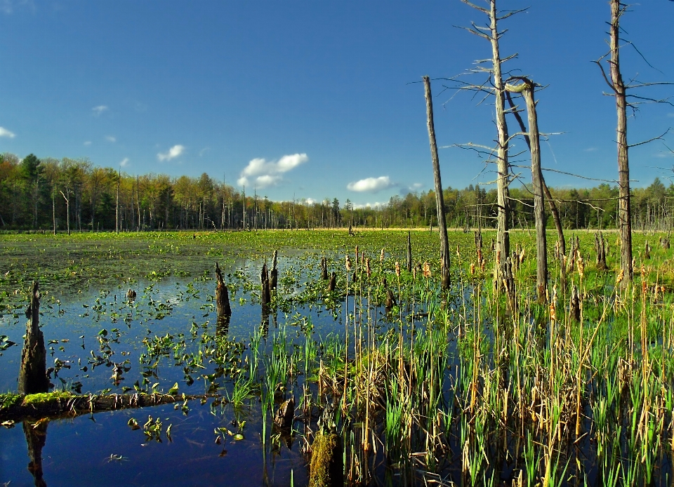 Paesaggio albero acqua natura