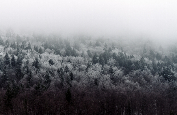 Tree nature forest grass Photo