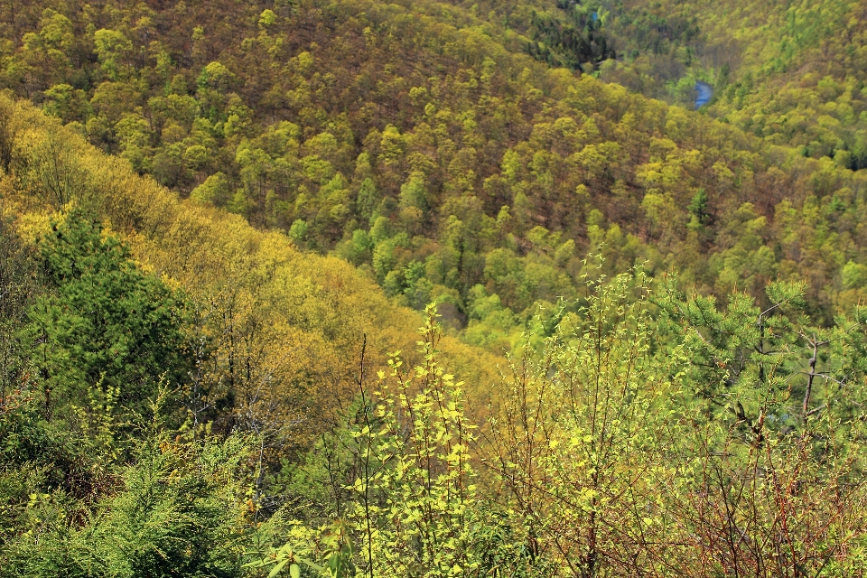 пейзаж дерево лес пустыня
