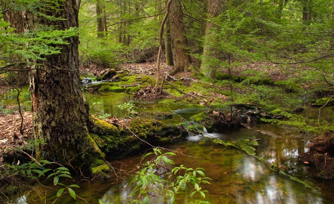 Tree nature forest creek Photo