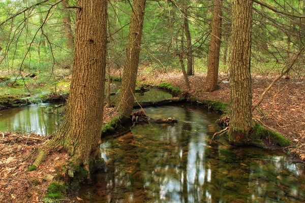 Tree nature forest creek Photo