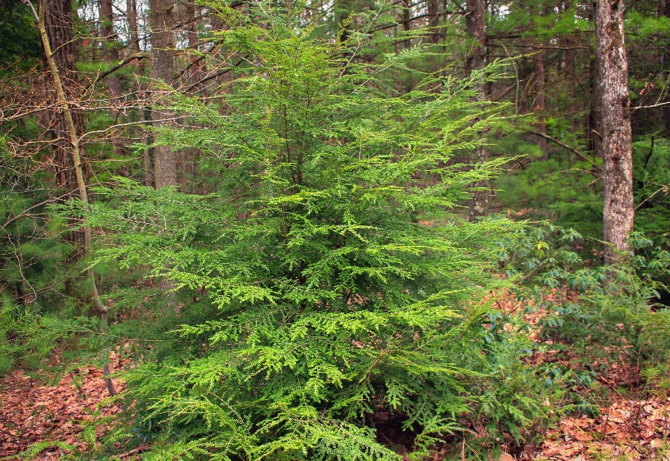 Arbre nature forêt région sauvage
