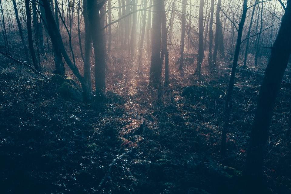 Baum natur wald zweig