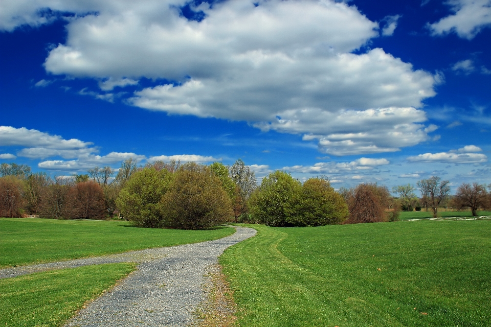 Landscape tree nature path