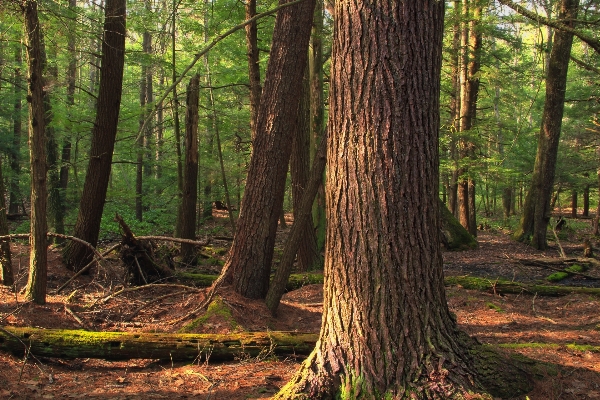 Foto Albero natura foresta selvaggia
