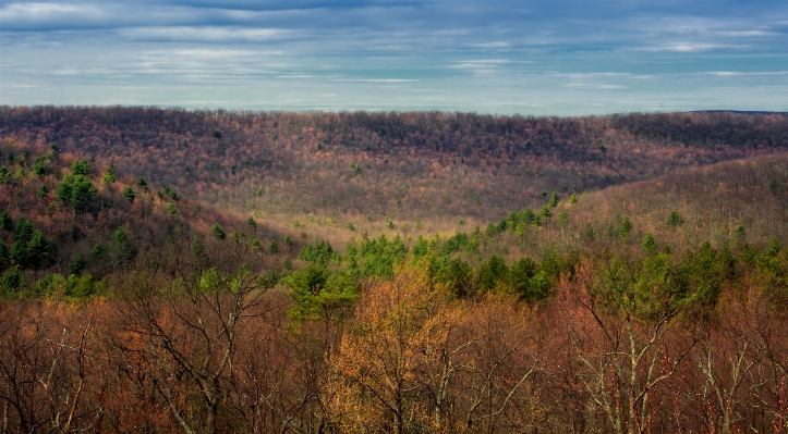 Landscape tree nature forest Photo